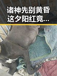诸神先别黄昏这夕阳红竟如此漫长，伊朗国足被勒令连夜离境引发热议