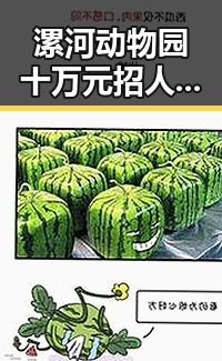 漯河动物园十万元招人扮黑熊不限性别引关注 明日起至9月3日每周四10点可领新一批消费券