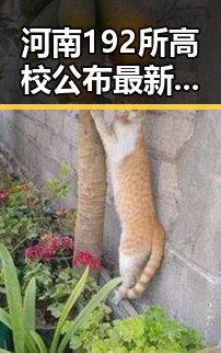 河南192所高校公布最新名单引发关注,专家分析2030年世界杯是否会有中国代表队出现